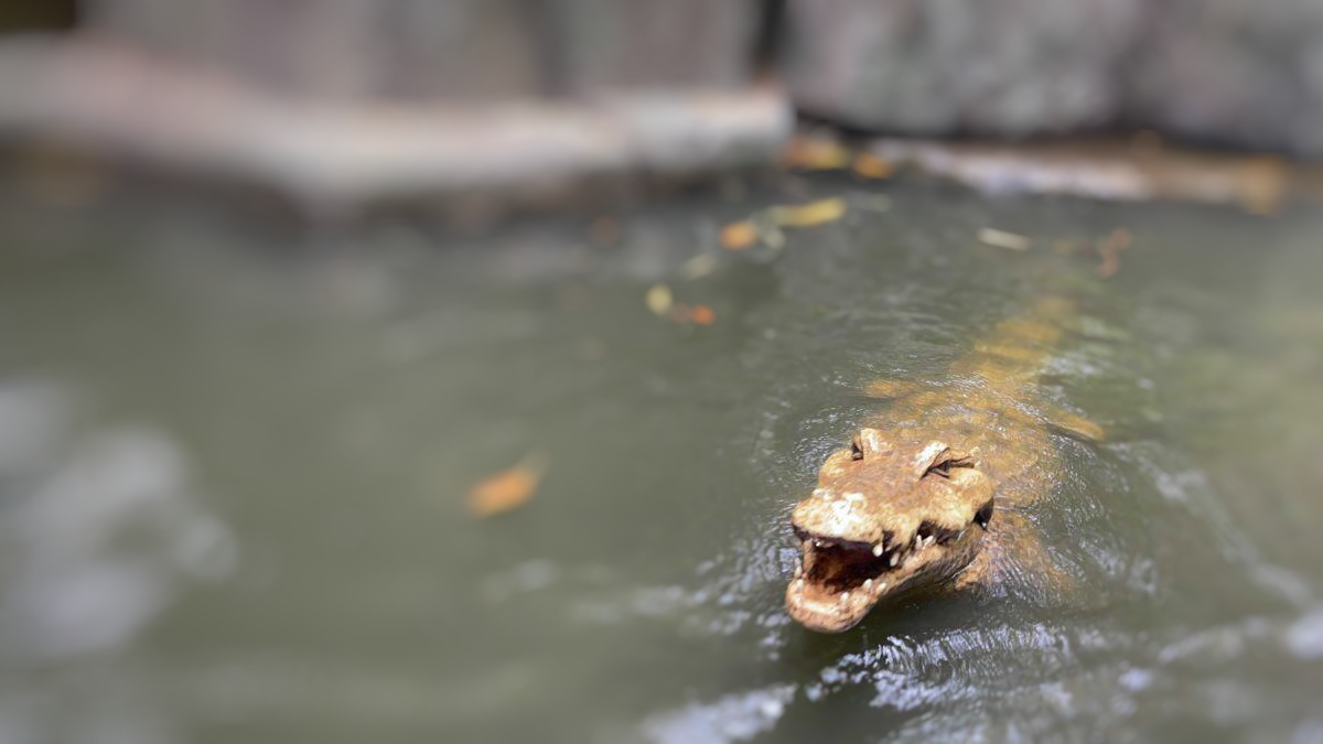 ディズニーランド わに
